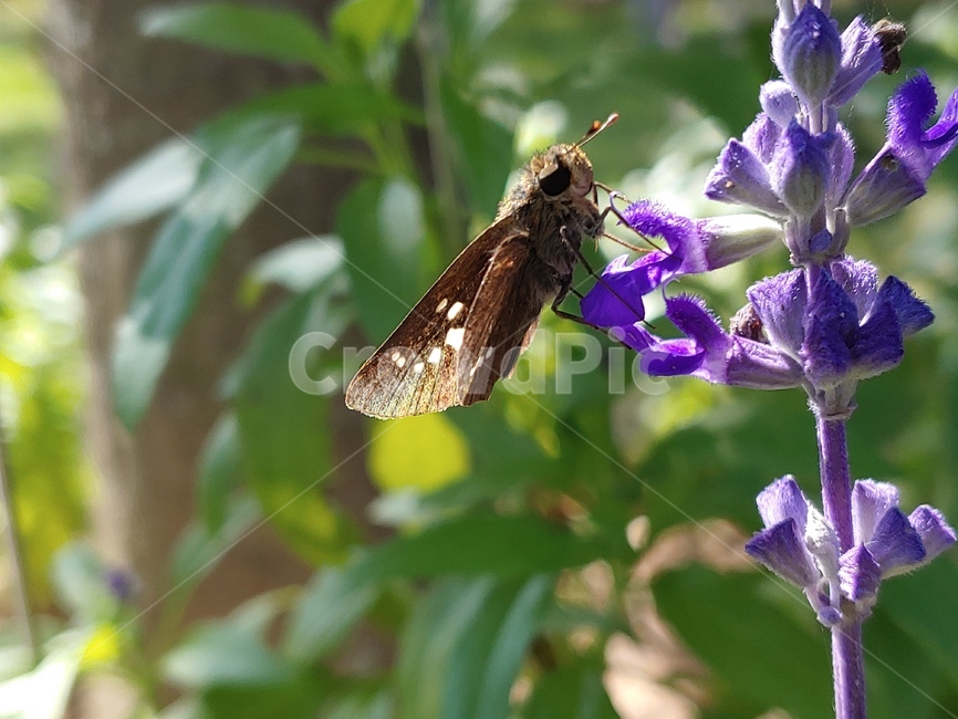 plant,식물,곤충,나비,꽃,flower,식물,자연,plants,nature,꽃,flower,곤충,벌레,insect,bug