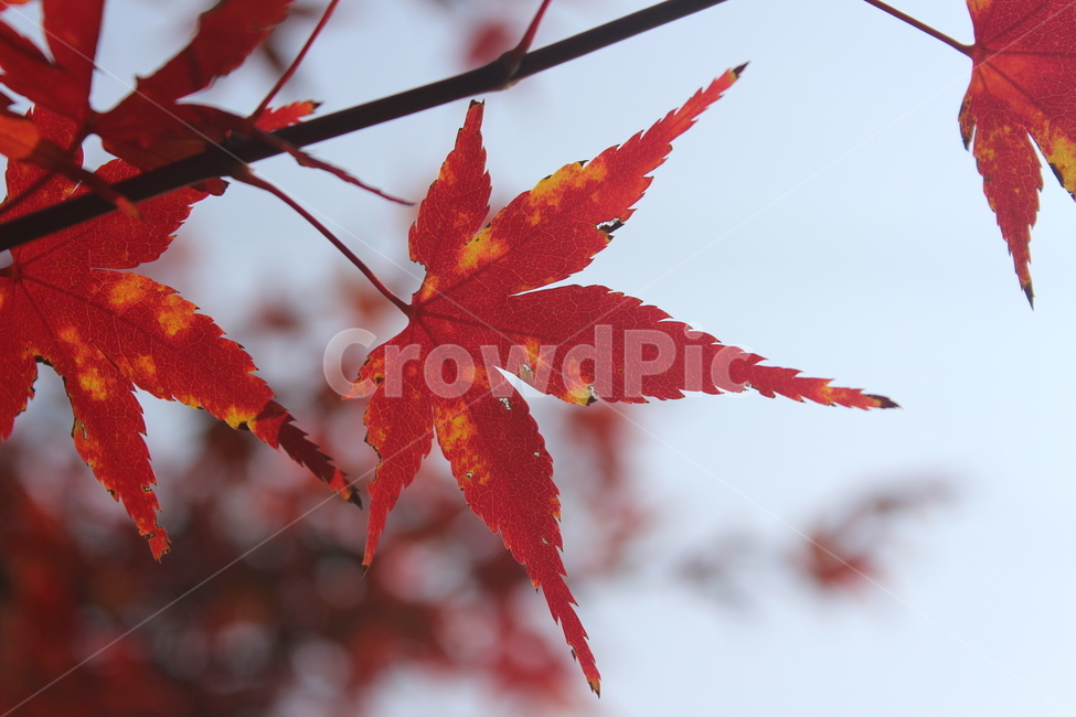 leaf,잎,plant,식물,단풍,maple,가을,계절,fall,autumn,season