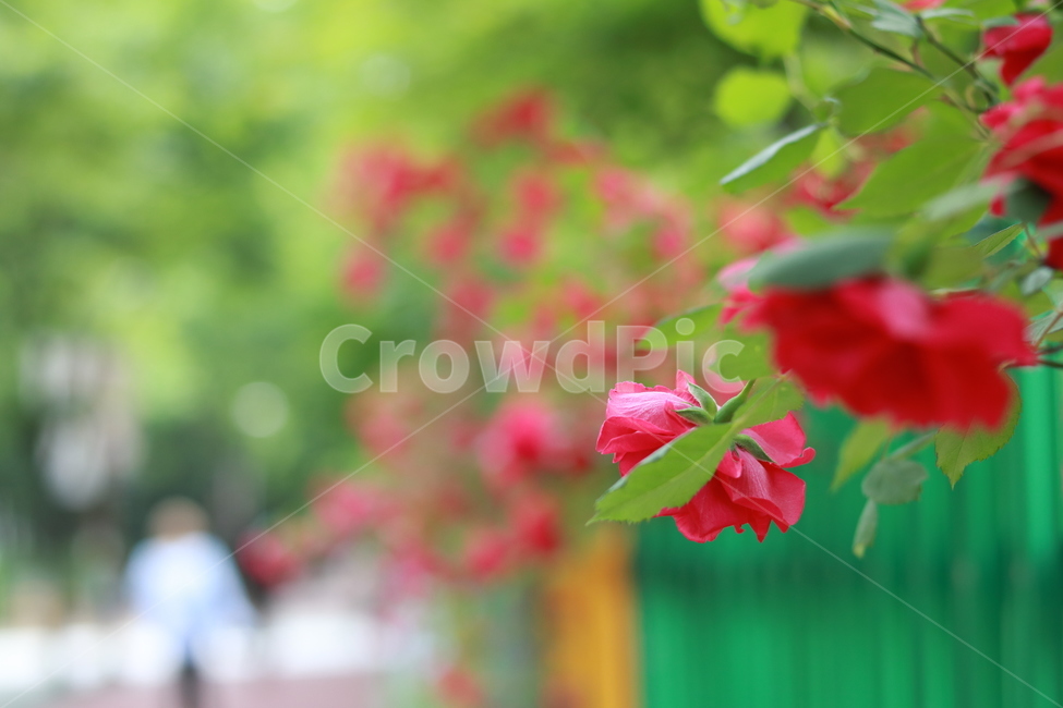 여름,장미,들장미,장미꽃,자연,꽃,summer,rose
