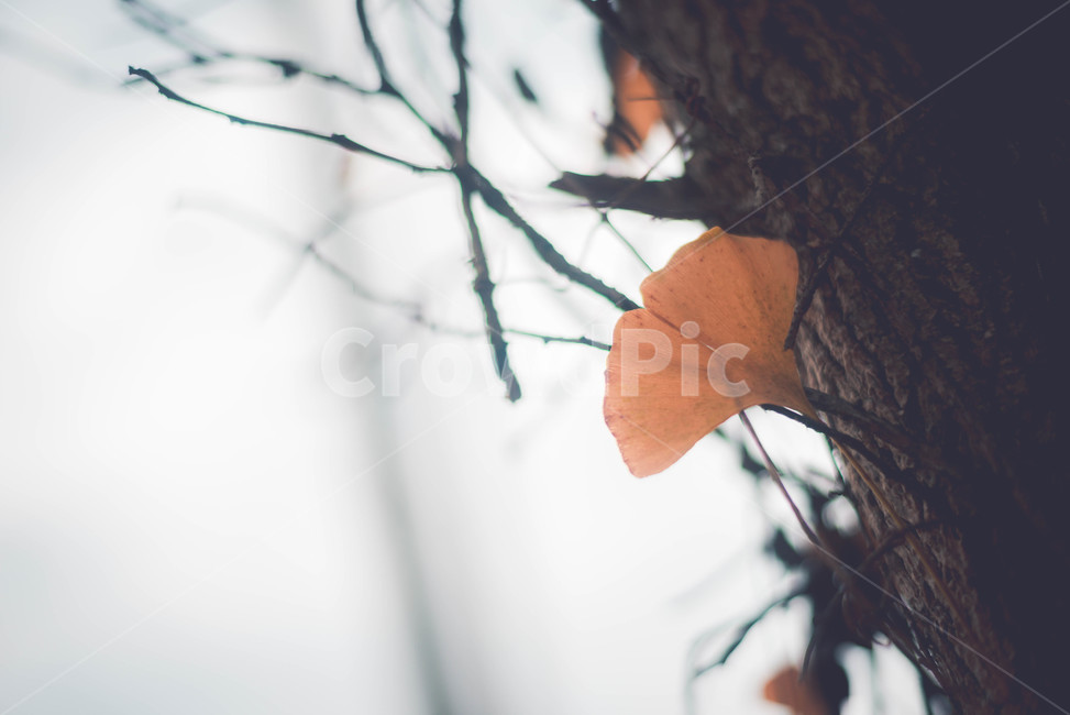 은행,은행나무,나무가지,식물,leaf,잎,plant,가을,계절,fall,autumn,season,식물,자연,plants,nature