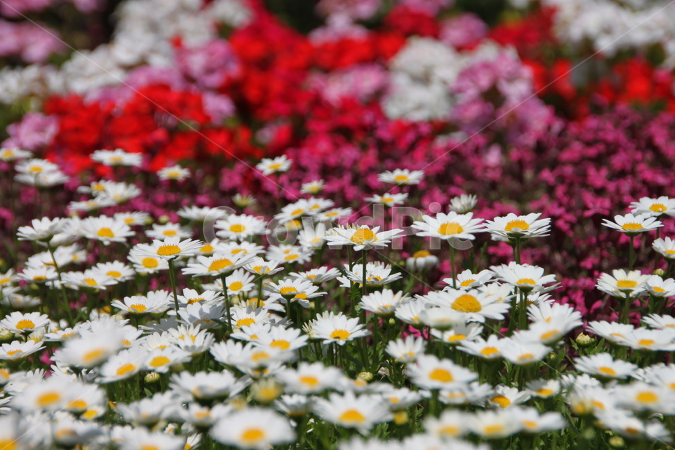 plant,식물,flower,blossom,꽃,petal,꽃잎,식물,자연,plants,nature,꽃,flower