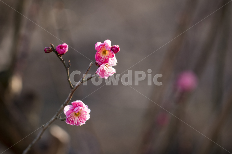 매화,매화꽃,매화나무,봄,봄꽃,꽃,홍매화,봄,계절,spring,season,식물,자연,plants,nature,꽃,flower,plant,geranium,제라늄,blossom
