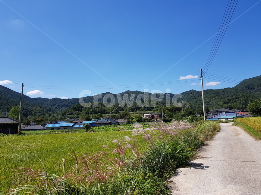가을풍경,시골모습,논,갈대,rurallandscape,시골길,시골,마을,풍경,landscape,country,rural,town