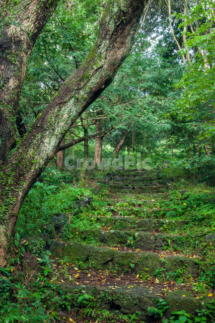 나무줄기,식물,나무,tree,숲,비자림,제주도,초록,산청
