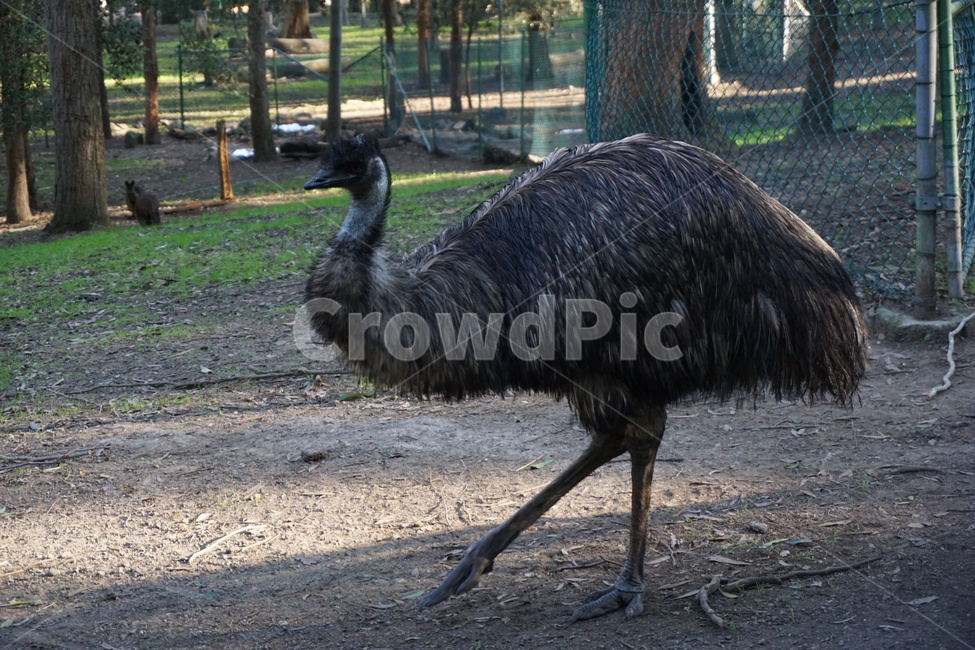 이뮤,오스트레일리아새,호주,새,emu,australianbird,bird,australia,동물,animal,조류,새,birds