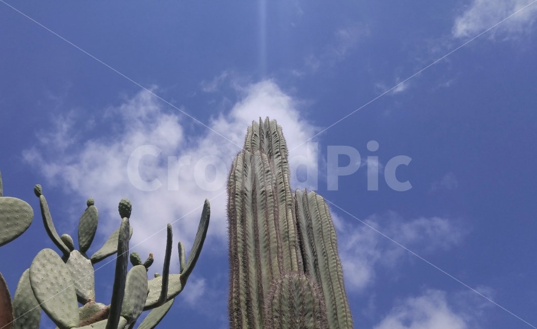 선인장,키큰선인장,푸른하늘,흰구름,남가주,켈리포니아,succulent,tallsucculent,bluesky,whitecloud,southerncalifornia,식물,자연,plants,nature