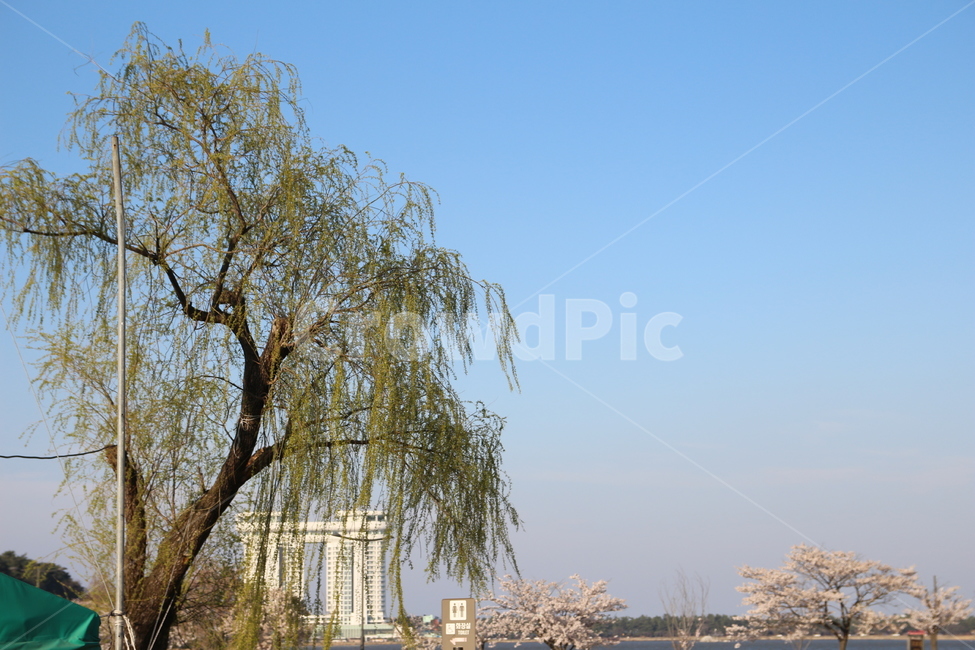 벚꽃,봄,강릉,꽃,경포대,나무,하늘,식물,자연,plants,nature,나무,trees,wood