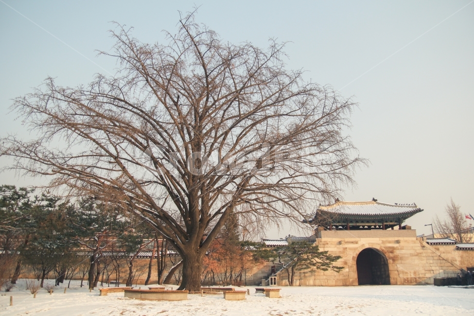 경복궁,겨울,풍경,자연,나무,한국전통,한국,전통,기와,감성사진,겨울,계절,winter,season,한국전통,한국문화,korean traditional,korean culture,랜드마크,landmark,tourist attraction,한국랜드마크,한국관광지,한국명소,korea landmark,korea tourist attraction,식물,자연,plants,nature,나무,trees,wood