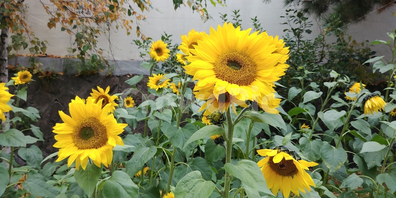 해바라기,꽃,식물,노란꽃,flower,sunflower,여름,summer