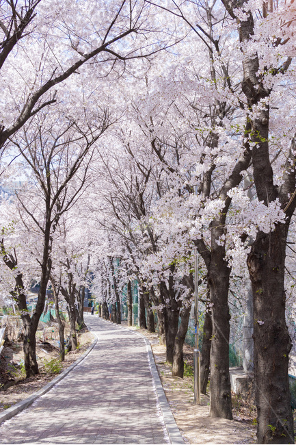 flower,꽃,blossom,plant,식물,벚꽃,cherryblossom,봄,계절,spring,season