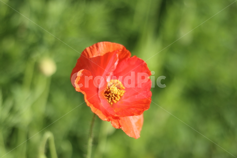 양귀비,빛,화려함,강렬함,고귀함,식물,자연,plants,nature,꽃,flower
