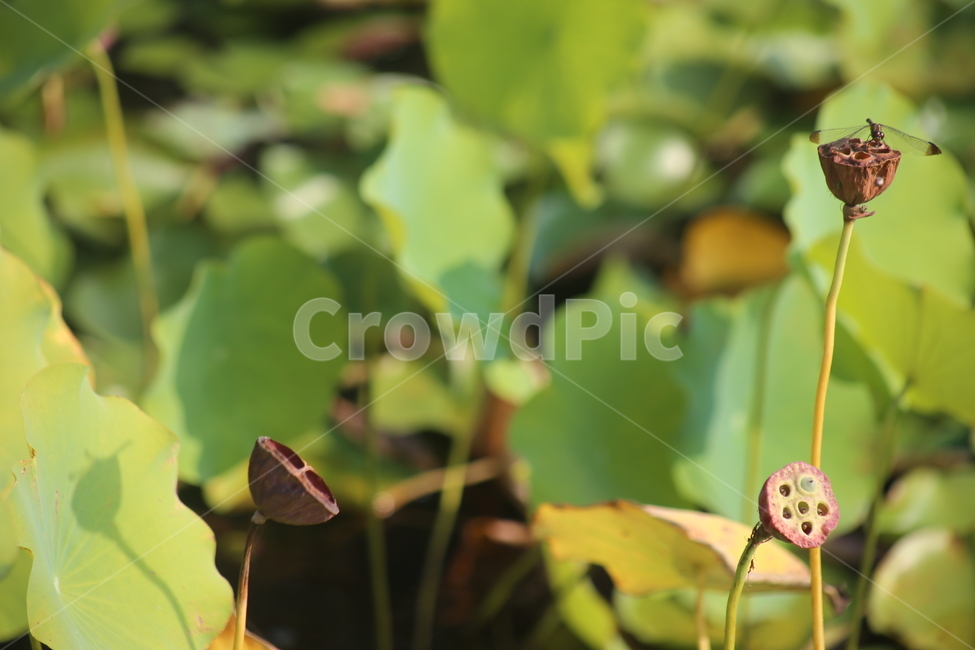 연잎,생명,반영,인연,침묵,고요,잠자리,식물,자연,plants,nature,동물,animal,곤충,벌레,insect,bug
