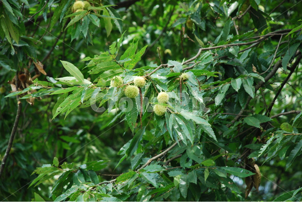 밤나무,알밤,밤송이,밤,나무,식물,자연,plants,nature,과일,열매,fruit