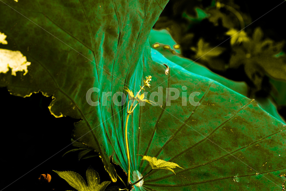 연잎,문양,무늬,줄기,패턴,식물,자연,plants,nature