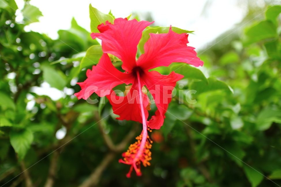 식물,꽃,촉수,열대,빨간꽃,plant,식물,자연,plants,nature,꽃,flower