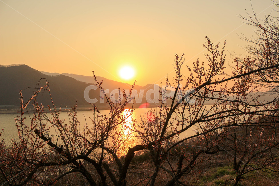 감성,태양,산,강,꽃,나무,매화,축제,원동,노을,해질녘,자연,풍경,nature,landscape,outdoors,옥외,sunlight,햇빛