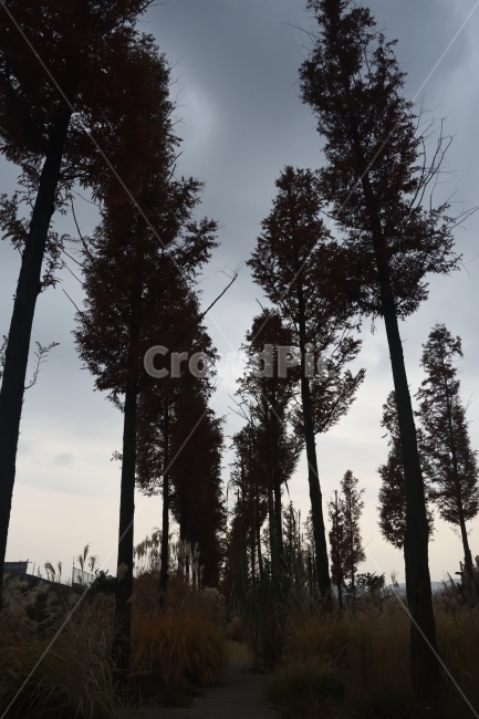 항동철길,나무,갈대,가을,겨울,자연,풍경,nature,landscape,식물,plants,나무,trees,wood,tree,plant,fir,전나무