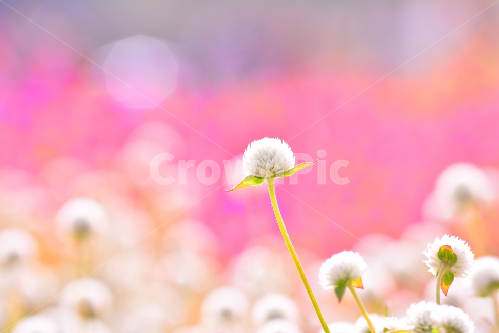 감성,접사,마크로,꽃,천일홍,가을꽃,아름다움,sns,ebook,가을이미지,빨강,분홍,흰색,flowers,plants,red,colorful,칼라풀,색상,가을,autumn,fall,garden,공원,배경,백그라운드,바탕화면,꽃밭,명소,가볼만한곳,관광,산책,구경,tour,나리공원,뷰티풀,beautiful,feeling,emotion,필,분위기,느낌,park,야외,수많은,식물,풍경,자연,아름다운,꽃잔치,꽃물결,주말나들이,가든,천만송이,몽환적,식물,자연,plants,nature,꽃,flower,감성,sensible,feeling,색깔,색상,색채,색감,color sense,color sensitivity,feeling of color