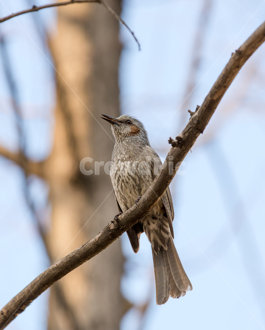 새,bird,근접,조류,동물,나무,wood,봄,자연,야생,animal,동물,animal,조류,새,birds