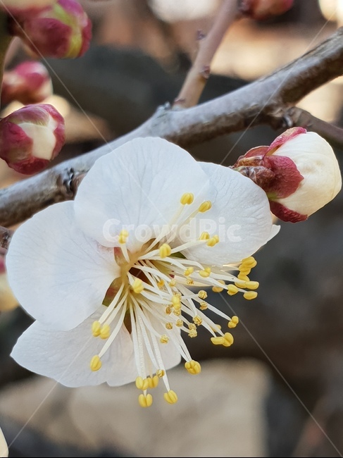 복사꽃,꽃,봄꽃,봄의전령,이쁜꽃,식물,자연,plants,nature,꽃,flower