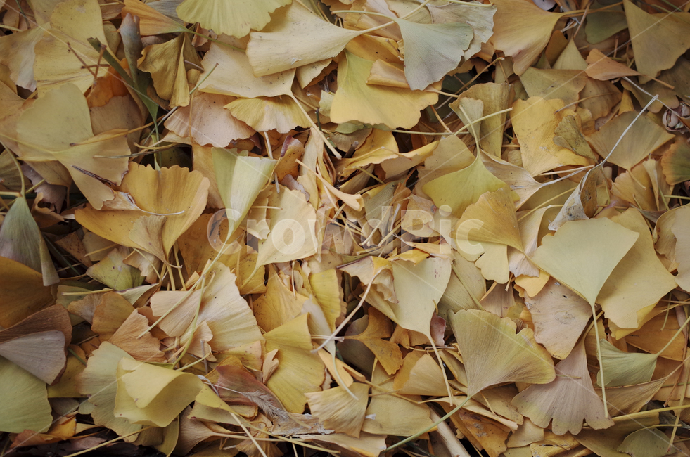 leaf,잎,은행잎,yellow,낙엽,가을,가을,계절,fall,autumn,season