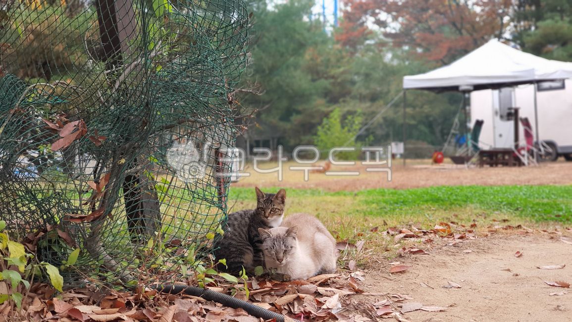 yard,nature,deck,sitting cat,two,Pets,stray cat,outdoors,grass,cat,nose short,animal,backyard,mammalia,pet