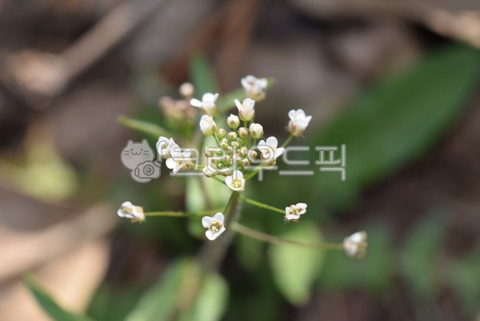 냉이,식물,꽃,flower,plant,blossom,봄