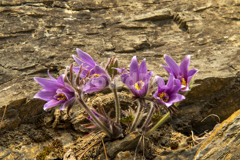 꽃,동강,할미꽃,석회암,봄,식물,flower,식물,자연,plants,nature,꽃,flower
