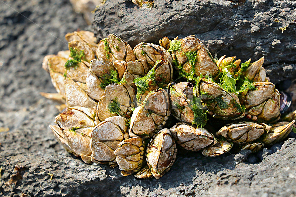 barnacle,거북손,갑각류,거북손붙이,절지동물,식재료,food,요리재료