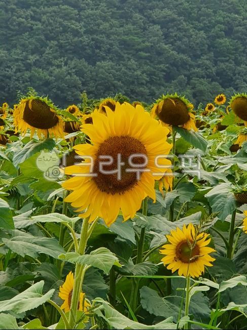 식물,꽃,flower,해바라기,해바라기꽃,자연,풍경,여름,노란꽃