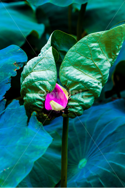 연꽃잎,연잎,문양,무늬,낙화,식물,자연,plants,nature,꽃,flower