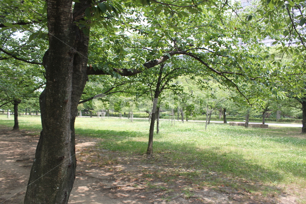 tree,나무,plant,식물,treetrunk,초록,숲,자연,풍경,nature,landscape