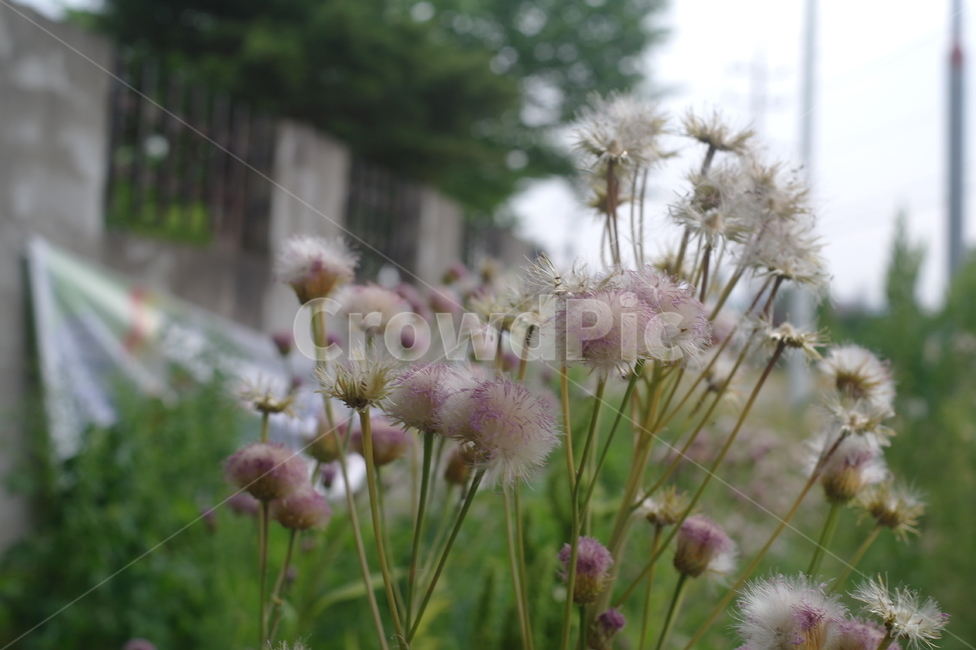 plant,식물,blossom,flower,꽃