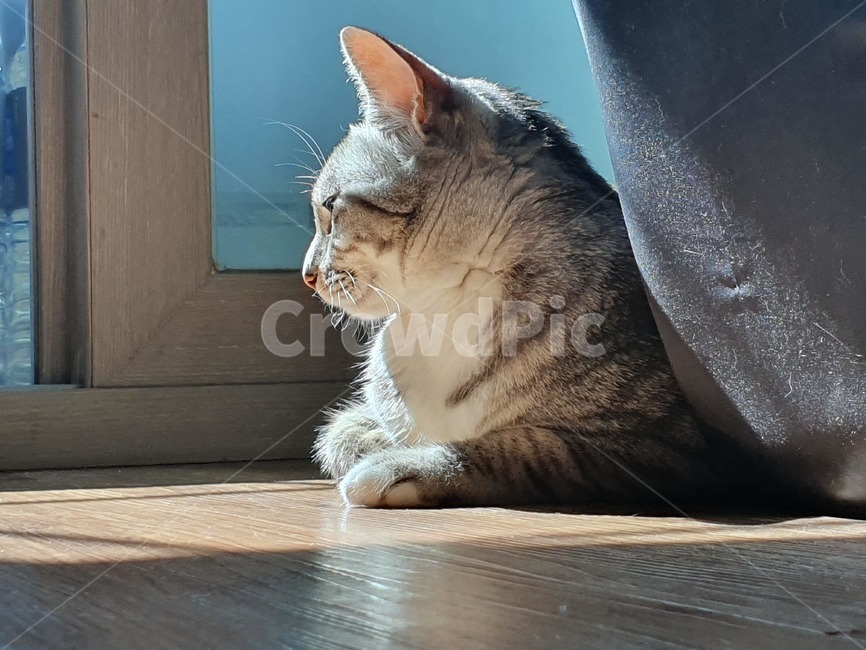 고양이,cat,집냥이,반려동물,길냥이,코리안숏헤어,코숏,낮잠,휴식