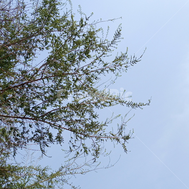 봄,봄하늘,하늘,초록나무,푸른,맑음,초록,3월,자연,sky,nature,식물,plant,나무,tree
