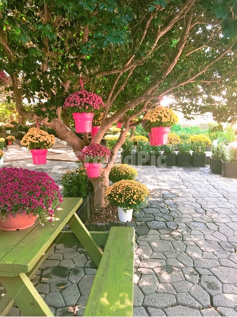풍경,꽃,나무,식물,화분,자연,풍경,nature,landscape,flagstone,판석