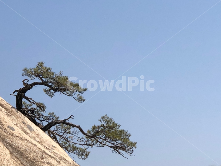 소나무,바위,풍경,배경,수락산,하늘,백그라운드,나무,자연,여백,pine,pinetree,rock,sky,tree,background,nature,식물,plant,design,mountain,suraksan