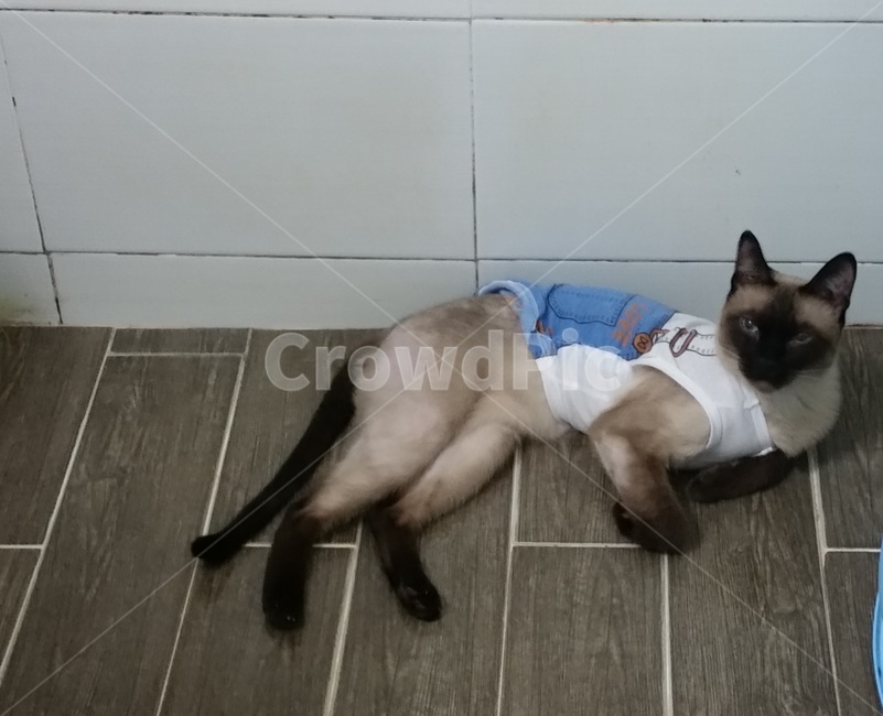 반려동물,반려묘,고양이,동물,샴,샴고양이,누운고양이,더운고양이,화장실고양이,애교,애교피는고양이,집사