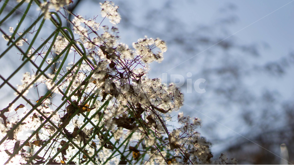 자연,풍경,힐링,한적,여유,식물,식물,자연,plants,nature,꽃,flower