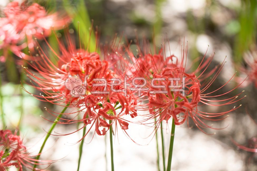 꽃무릇,석산,꽃,식물,군락,빛,붉은색,레드,초록,줄기,가을,꽃밭