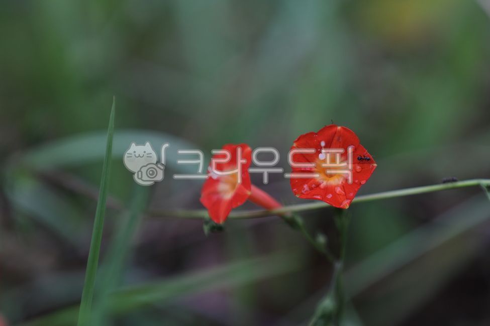 flower,plant,꽃,유홍초,둥근잎유홍초,야생화,개미