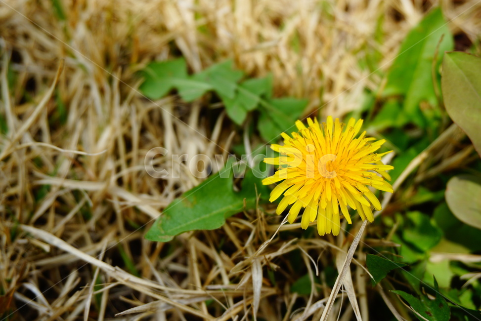 dandelion,민들레,꽃,flower,아웃포커싱,봄