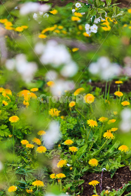 민들레,꽃,봄,농촌,민들레꽃,식물,자연,plants,nature,꽃,flower