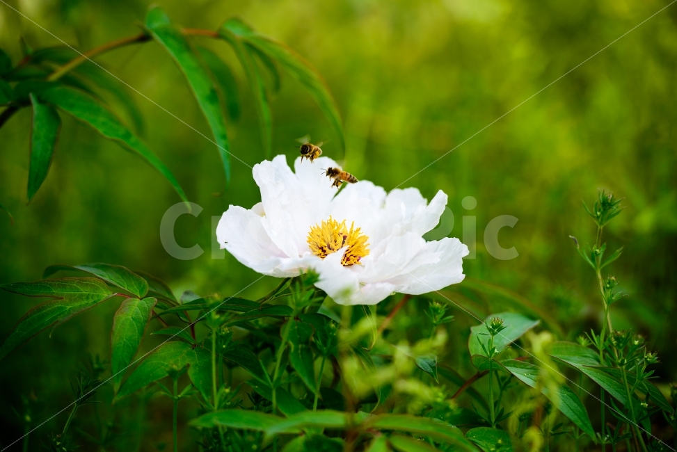 벌,작약꽃,식물,풍경,벌과꽃,식물,자연,plants,nature,꽃,flower,동물,animal,곤충,벌레,insect,bug