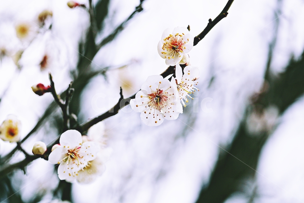 매화,매화꽃,꽃,매화나무,자연,배경,자연,풍경,nature,landscape,식물,plants,꽃,flower,나무,trees,wood,plant,pollen,화분