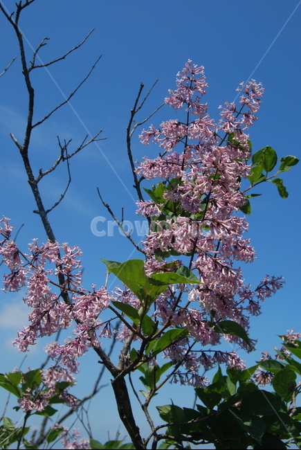 사명산,봄,휴양림,자연,야생,식물,자연,plants,nature,꽃,flower