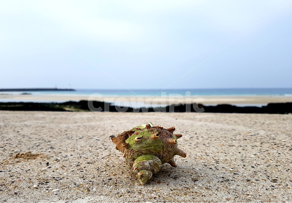 소라,소라껍데기,제주도,바다,topshell,해변,바다,beach,sea