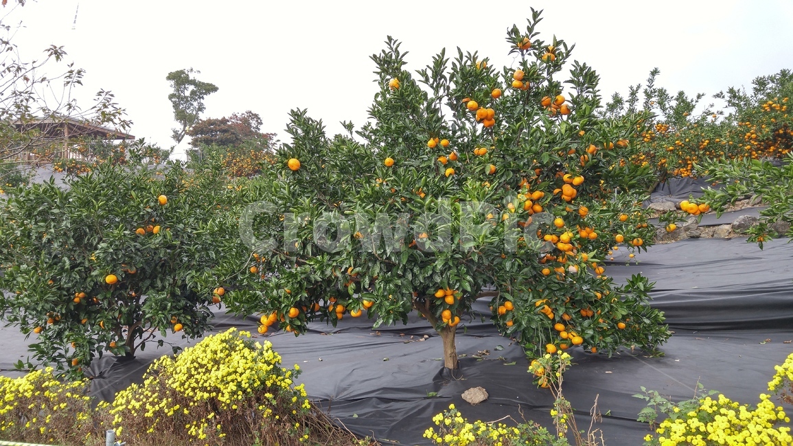 제주,제주도,박람회,길,도로,귤,human,인간,person,사람,ground,바닥,fruit,과일,plant,식물,food,음식,produce,감귤류과일,citrusfruit,grapefruit,그레이프프루트,과일,열매,fruit