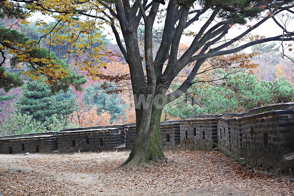 남한산성,성,성곽,단풍,낙엽,길,둘레길,숲,숲길,담,돌담,가을,자연,풍경,벽,울긋불긋,산성,식물,가을,계절,fall,autumn,season