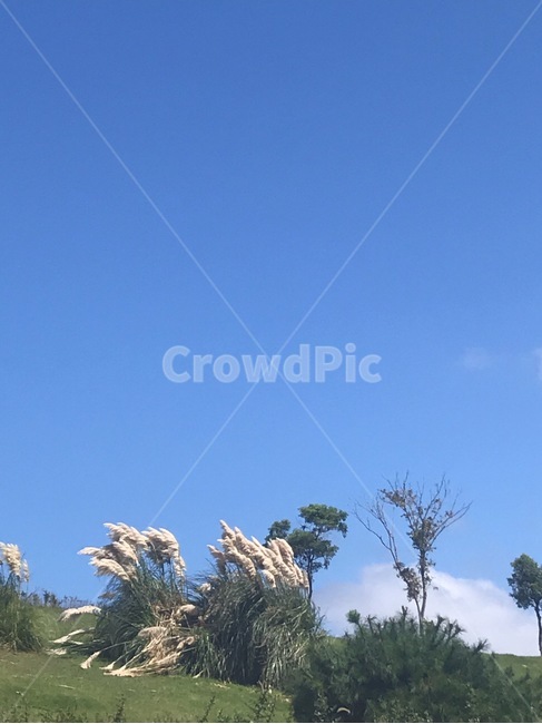 tree,나무,plant,식물,자연,갈대,푸른하늘,바람